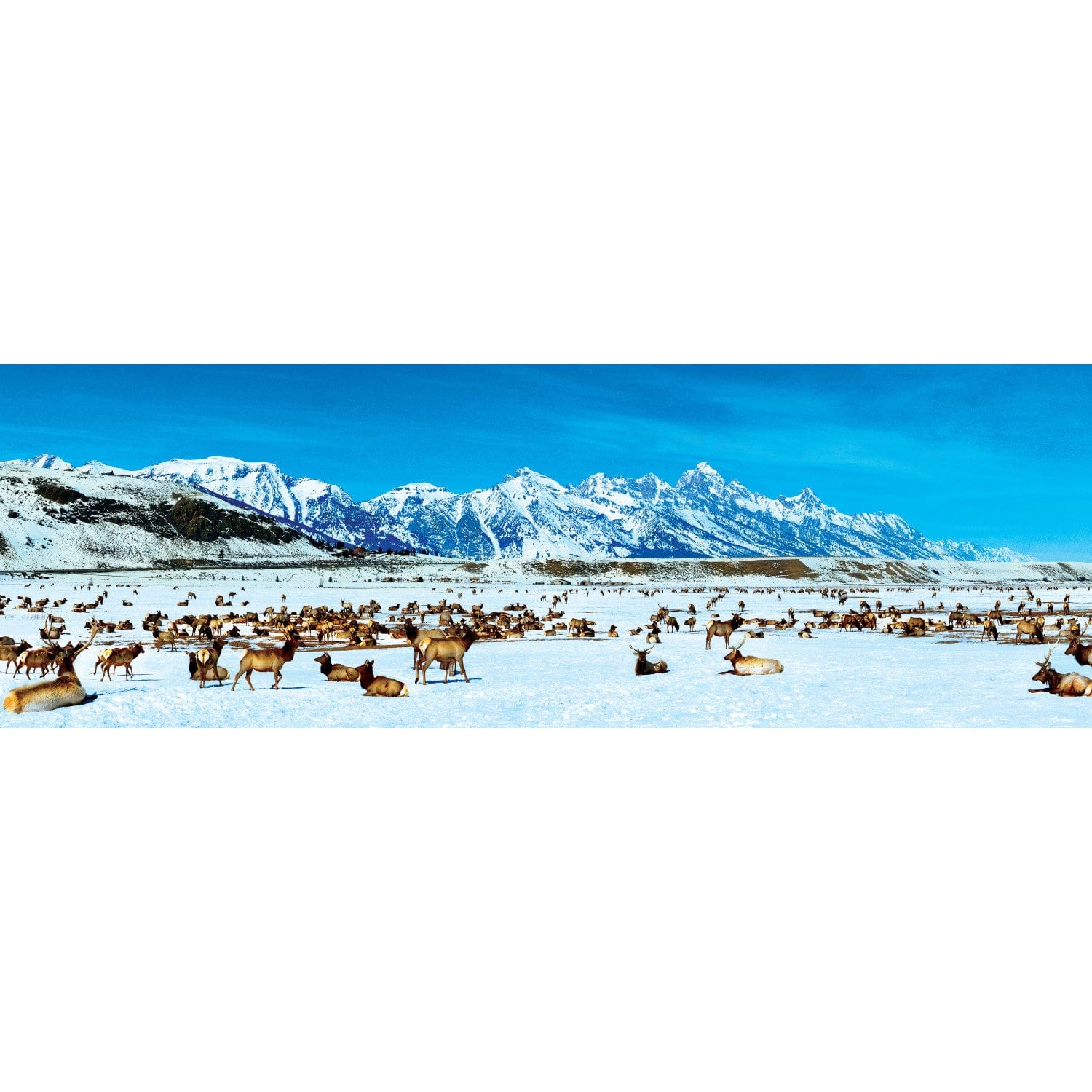 Elk Refuge, Wyoming 1000 Piece Panoramic Jigsaw Puzzle - Image 2