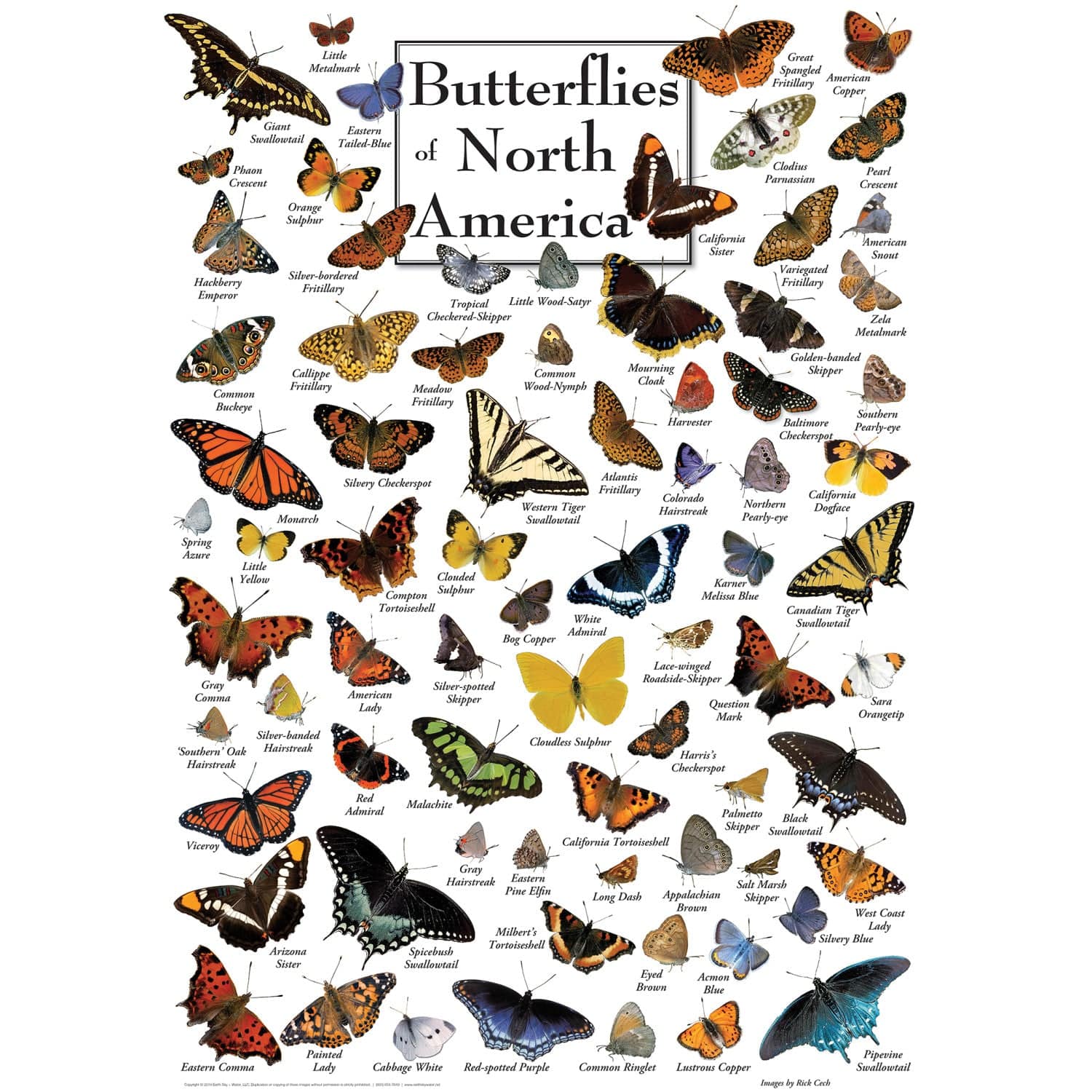 Butterflies Of North America - Jigsaw Puzzle