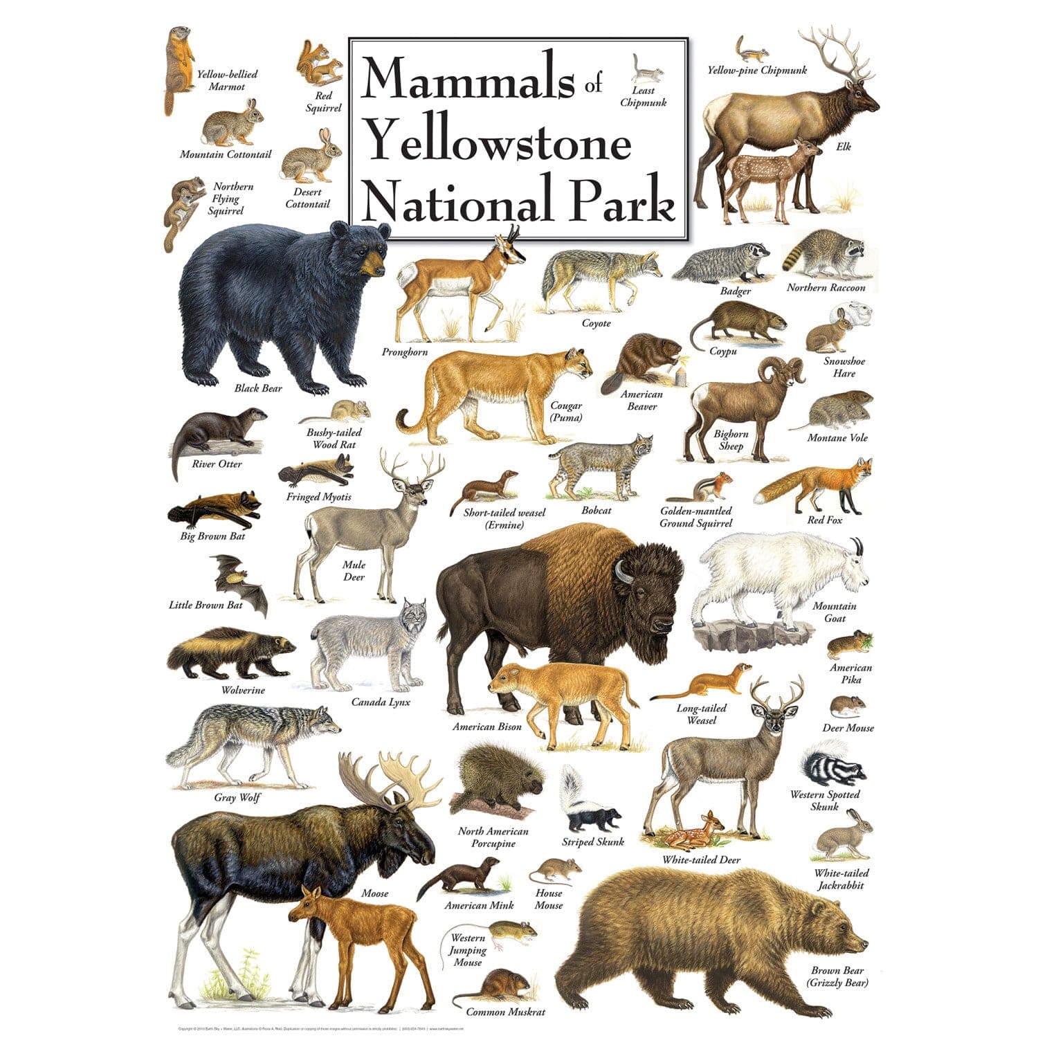 Mammals Of Yellowstone National Park - Jigsaw Puzzle