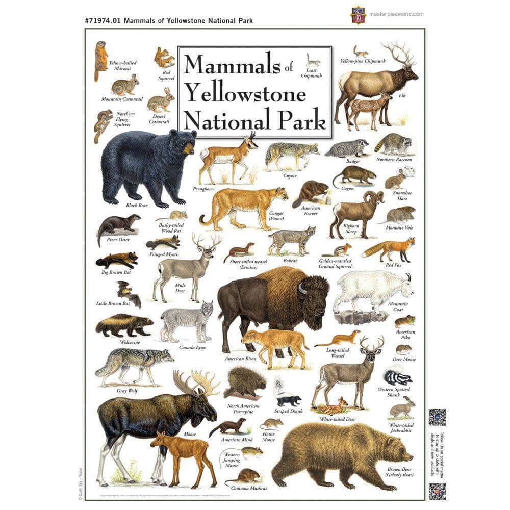 Mammals of Yellowstone National Park 1000 Piece Jigsaw Puzzle - Image 4