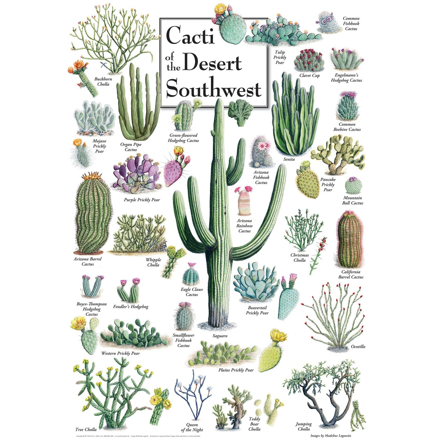 Cacti of the Desert Southwest 1000 Piece Jigsaw Puzzle - Image 2