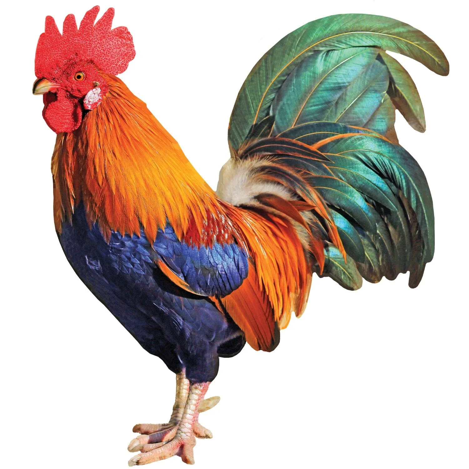 Rooster 100 Piece Shaped Jigsaw Puzzle - Image 2